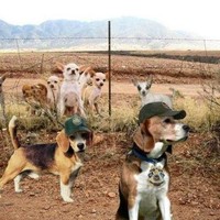 William Dennis Feeser