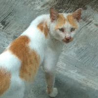 Andri Pm