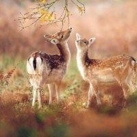 郦潘明