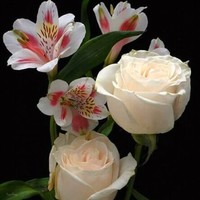 Divya Divya