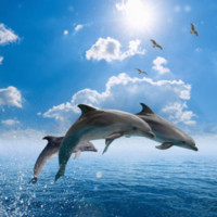 Fisheries Aquaculture