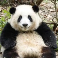 Chunyan Wu