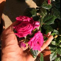 Reham Alkhaldi null