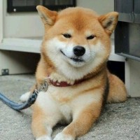 张小蝶