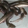 ikan lele