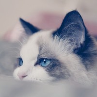 张欣悦