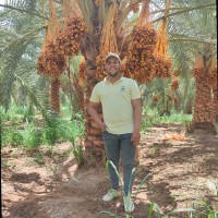 Mohamed Shehta