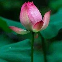 王培春