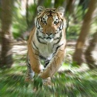 Pilibhit Tiger Reserve