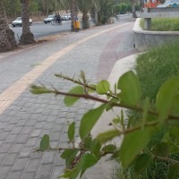 A Amini