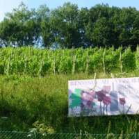 Compagnons Compagnons vignoble saint-Denis