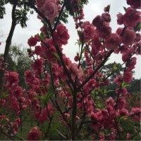 张茜娜