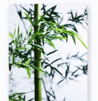 石桂红