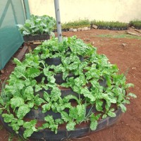 Winrose Wambugi