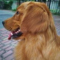 张嘉伟