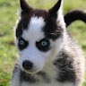 ARYA A J