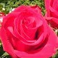 abid wakeel