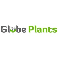 Globe Plants