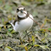 Md Parvez Mosharrof Mitul