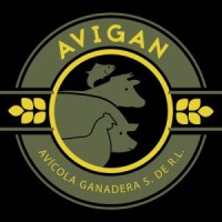Avigan HN