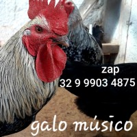 Ovos galados da raça Galo músico para chocar Ovos férteis galo músico turco e Brasileiro