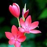 yamuna devi.k B com C A