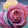 Geetha Aravind