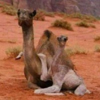 أحمد محمد الأمين عبد اللطيف