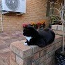 Tom Cat