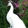 RATHISH M
