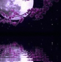 苏红星