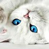 Cats Lover