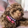Family Account