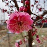 梅一枝