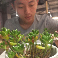 顾伟伟