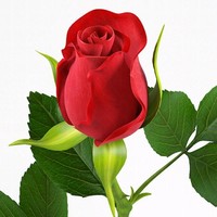 Mr Ahmed