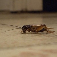 The Cricket