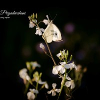 Namrata Priyadarshani