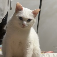 王向阳