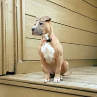 Christal Marshall-Collingwood