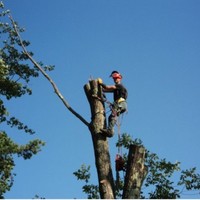 Lil Bills Tree care