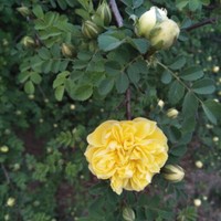 张晓菊