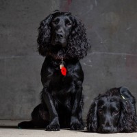 Adrian Stillwell-Cox