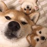 廖其胜