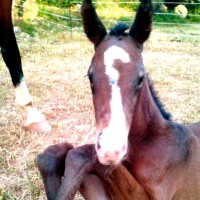 ALEJANDRO ROJAS LLAMAS