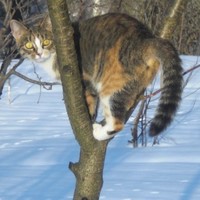 Елена Степаненко