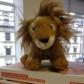 Roary Dlr