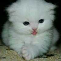 البرنس المصري