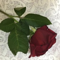 bestmercy-3 اختي رحمة