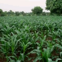 Maigaiyya Agribusiness Global Enterprises Farm